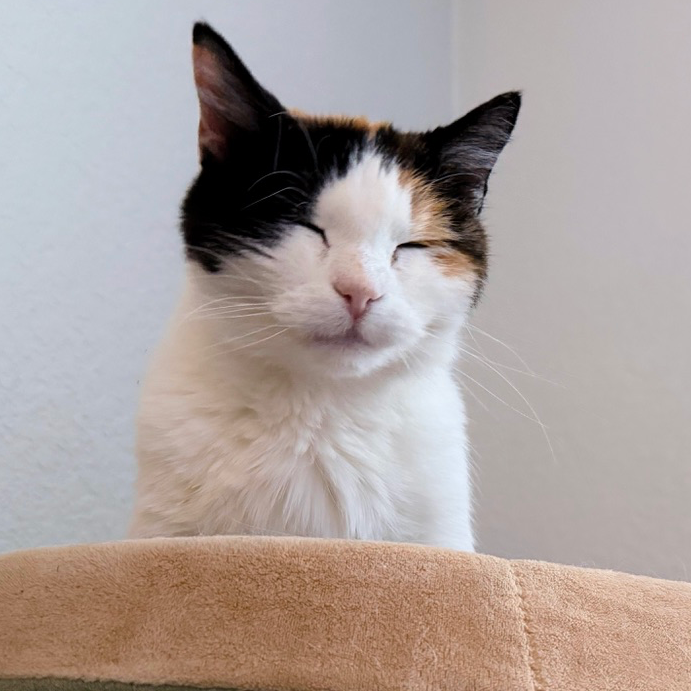 Having solved her encoding woes, Patches prepares for a well earned nap.