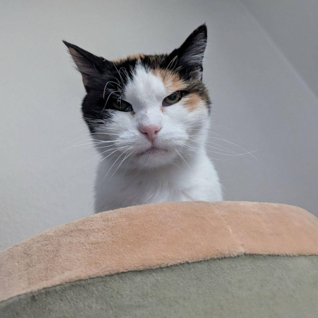 Patches is annoyed with these users complaining
